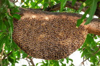 Un nid d'abeilles sauvages accroché à une branche d'arbre