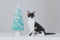 Un chat noir et blanc à côté d'un sapin miniature