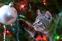 Un chat dans un arbre attrape une boule de Noël