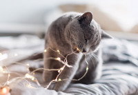 Un chat gris mordille une guirulande lumineuse