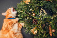Un chat joue avec des branches de gui
