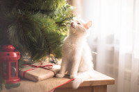Un chat blanc assis sur un meuble au pied d'un sapin de Noël