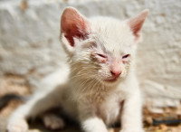 Un chaton blanc avec une conjonctivite