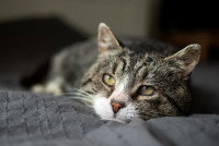 Un chat malade et triste allongé sur un lit