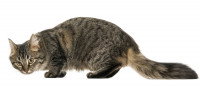 Chat gris tigré anxieux sur fond blanc