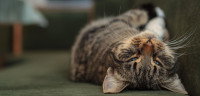 Chat qui est dans phase ictale d'une crise d'épilepsie 