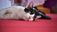 Chat récupérant d'une crise d'épilepsie couché sur un tapis rouge