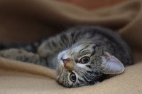 Chat couché récupérant d'une crise d'épilepsie