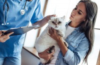 Femme tenant dans ses mains un chat blanc