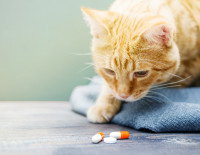 Chat curieux renifle des pilules