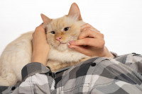 Chat beige couché sur son maitre se fait caresser