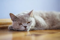 Chat couché atteint d'hypercorticisme