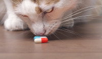 Chat inspectant et reniflant une pilule