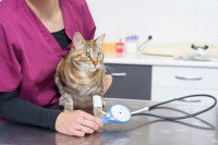 Une femme vétérinaire mesure la tension d'un chat