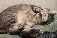 Un chat tigré malade avec une patte sur la tête