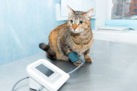 Un chat chez le vétérinaire en pleine mesure de tension artérielle