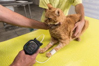 Un vétérinaire en train de prendre la tension d'un chat roux