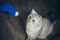 Un vétérinaire donne un comprimé à un chat gris