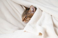 Un chat couché dans un lit a du mal à dormir