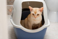 Un chat roux et blanc en train de faire pipi dans sa litière
