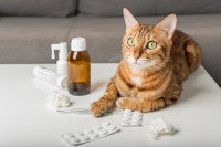 Un chat tigré allongé à côté de médicaments