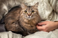 Une femme avec un beau chat assis sur les genoux