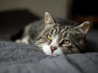 Un chat tigré couché sur un lit