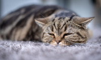 Un gros chat tigré en train de dormir