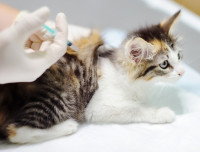 Un petit chat tricolore en train de recevoir une injection