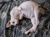 Un chat sans poil se reposant sur un lit