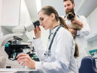 Une vétérinaire observant un prélèvement au microscope 