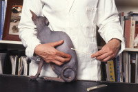 Un vétérinaire fait une biopsie à un chat Sphynx