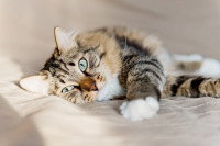 Un chat tricolore fatigué allongé sur un lit