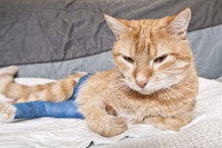 Un chat roux blessé porte un bandage sur la patte arrière