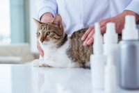 Un chat allongé sur une table d'auscultation