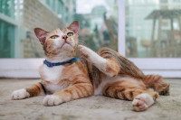 Un chat tricolore se gratte avec la patte sur la terrasse