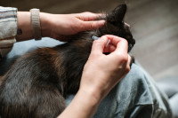 Une femme applique une pipette anti-puce à un chat