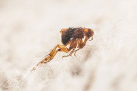 Gros plan d'une puce sur un pelage blanc