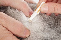 Une femme applique une pipette anti-puce sur son chat