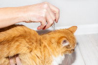 Une femme applique un anti-puce sur la nuque de son chat