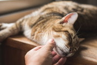 Une femme examine un chat inconscient