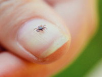 Une tique sur un ongle