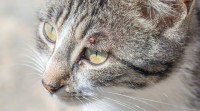 Chat gris avec une tique au dessus de l'œil gauche