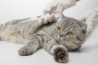 Chat gris couché à qui on prend la température