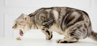 Chat qui vomit