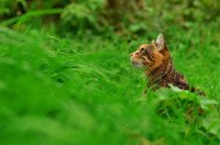 Chat assis dans les hautes herbes
