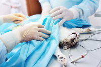 Un chat tigré subissant une ablation de tumeur