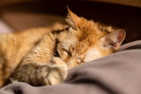 Un chat fatigué couché sur une couverture