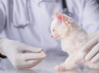 Un petit chat blanc recevant son traitement