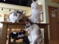Le principe et les règles des cafés à chats